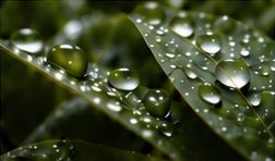Gotas de orvalho numa folha verde